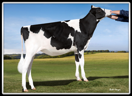 Lisbeth's Heifer